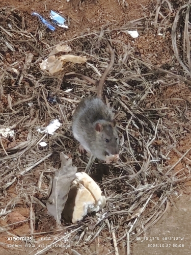 Rattus rattus observed 2026-10-27