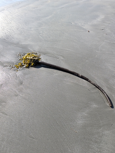 Nereocystis luetkeana observed 2026-10-27