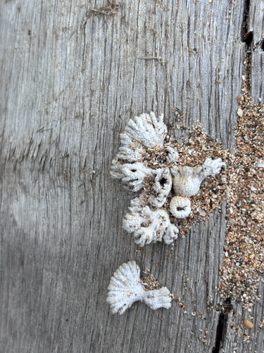 Schizophyllum commune observed 2026-10-27