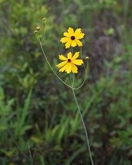 Coreopsis falcata
