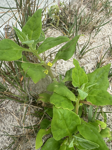 Tetragonia tetragonoides observed 2026-10-28