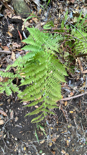 Dryopteris arguta observed 2026-10-27