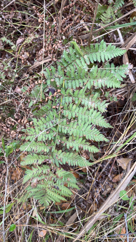 Dryopteris arguta observed 2026-10-27