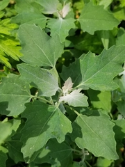 Chenopodium album
