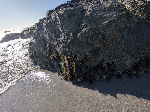 Fucus distichus observed 2026-10-27
