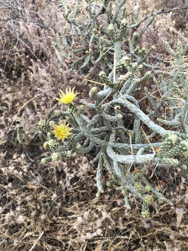 iNaturalist observation photo of Branched Pencil Cholla