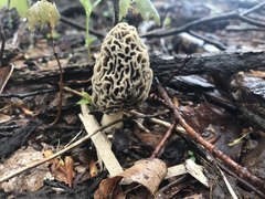Morchella