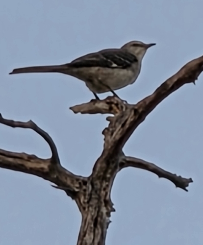 Mimus polyglottos observed 2026-10-27
