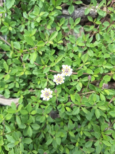 Phyla nodiflora observed 2026-10-28