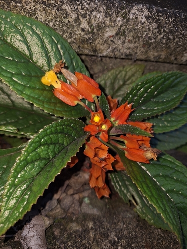 Begonia observed 2026-10-27