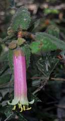 Correa aemula × reflexa