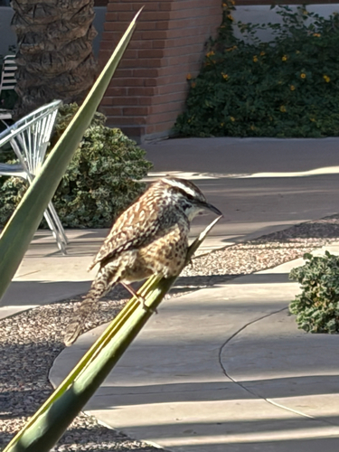 Campylorhynchus brunneicapillus, 2026-10-27