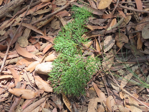 Lomatia silaifolia observed 2026-10-25