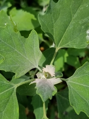 Chenopodium album