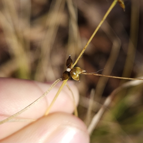 Carex rosea, 2026-10-25