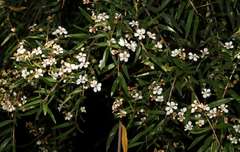 Sannantha pluriflora