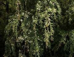 Sannantha pluriflora