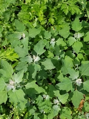 Chenopodium album