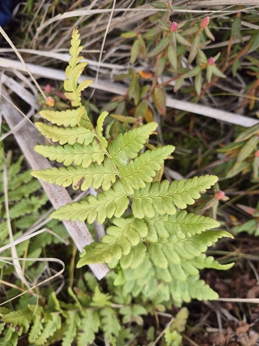 Dryopteris cristata observed 2026-10-27