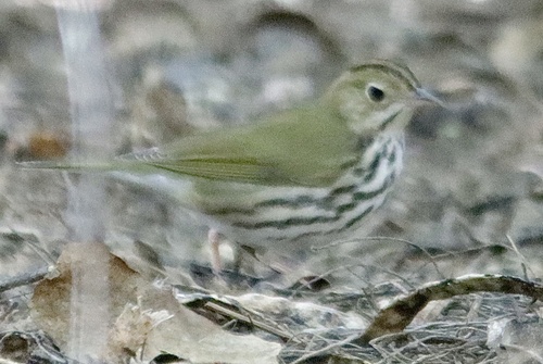 Seiurus aurocapilla observed 2026-10-27