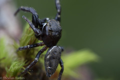 Metaphidippus manni