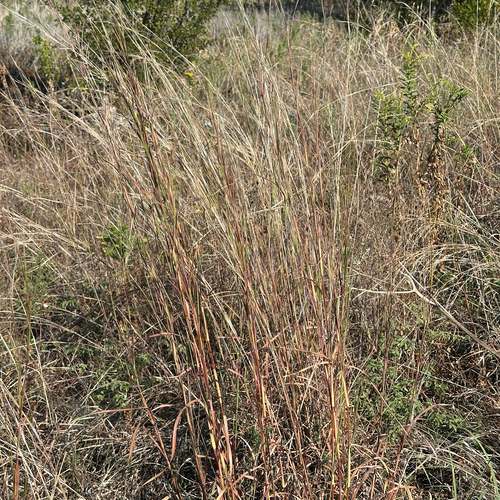 Schizachyrium scoparium observed 2026-10-27