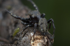 Metaphidippus manni