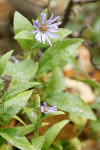 Symphyotrichum laeve observed 2026-10-27