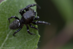 Metaphidippus manni