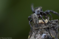 Metaphidippus manni
