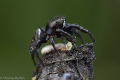 Metaphidippus manni