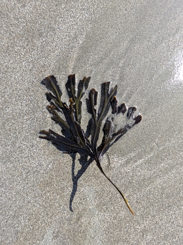Fucus distichus observed 2026-10-27