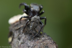 Metaphidippus manni
