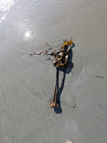 Pterygophora californica observed 2026-10-27