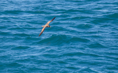 Puffinus carneipes observed 2026-10-25