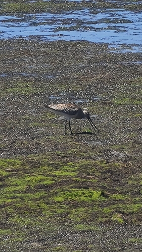 Limosa lapponica observed 2026-10-28
