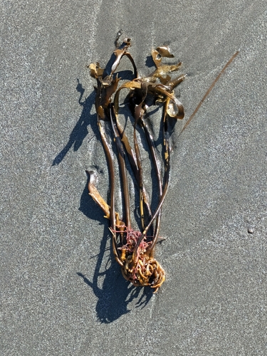 Pterygophora californica observed 2026-10-27