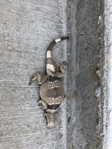 iNaturalist observation photo of Common Chuckwalla