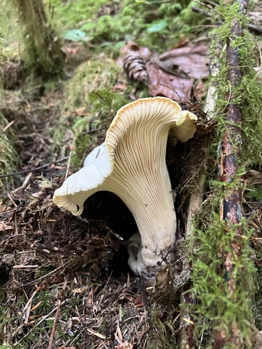 Cantharellus observed 2026-10-27