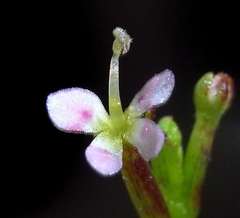 Stylidium despectum