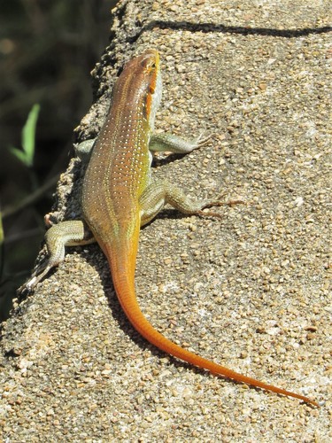 Rainbow skink, Trachylepis margaritifer