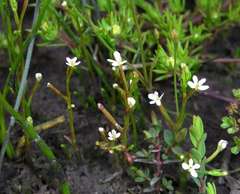 Stylidium despectum