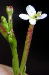 Stylidium despectum