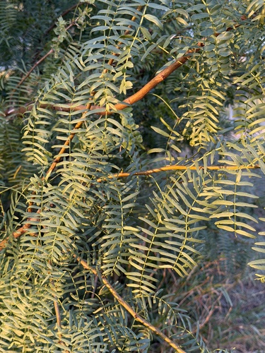 Prosopis observed 2026-10-27