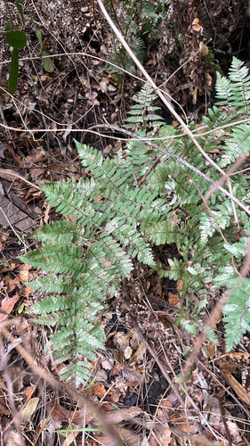 Dryopteris arguta observed 2026-10-27