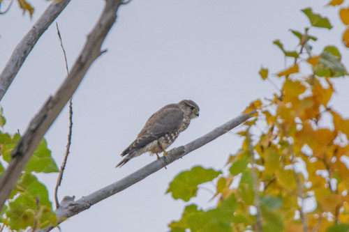 Falco columbarius observed 2026-10-27