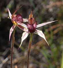 Caladenia reticulata