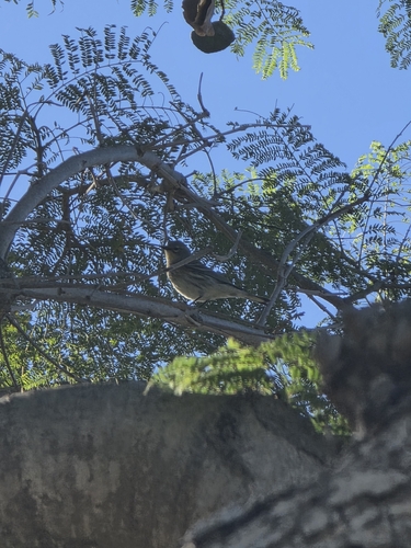 Setophaga coronata observed 2026-10-27