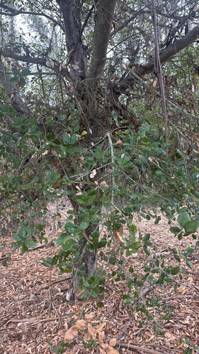 Quercus observed 2026-10-27