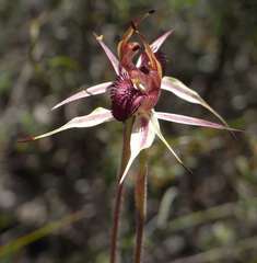 Caladenia reticulata
